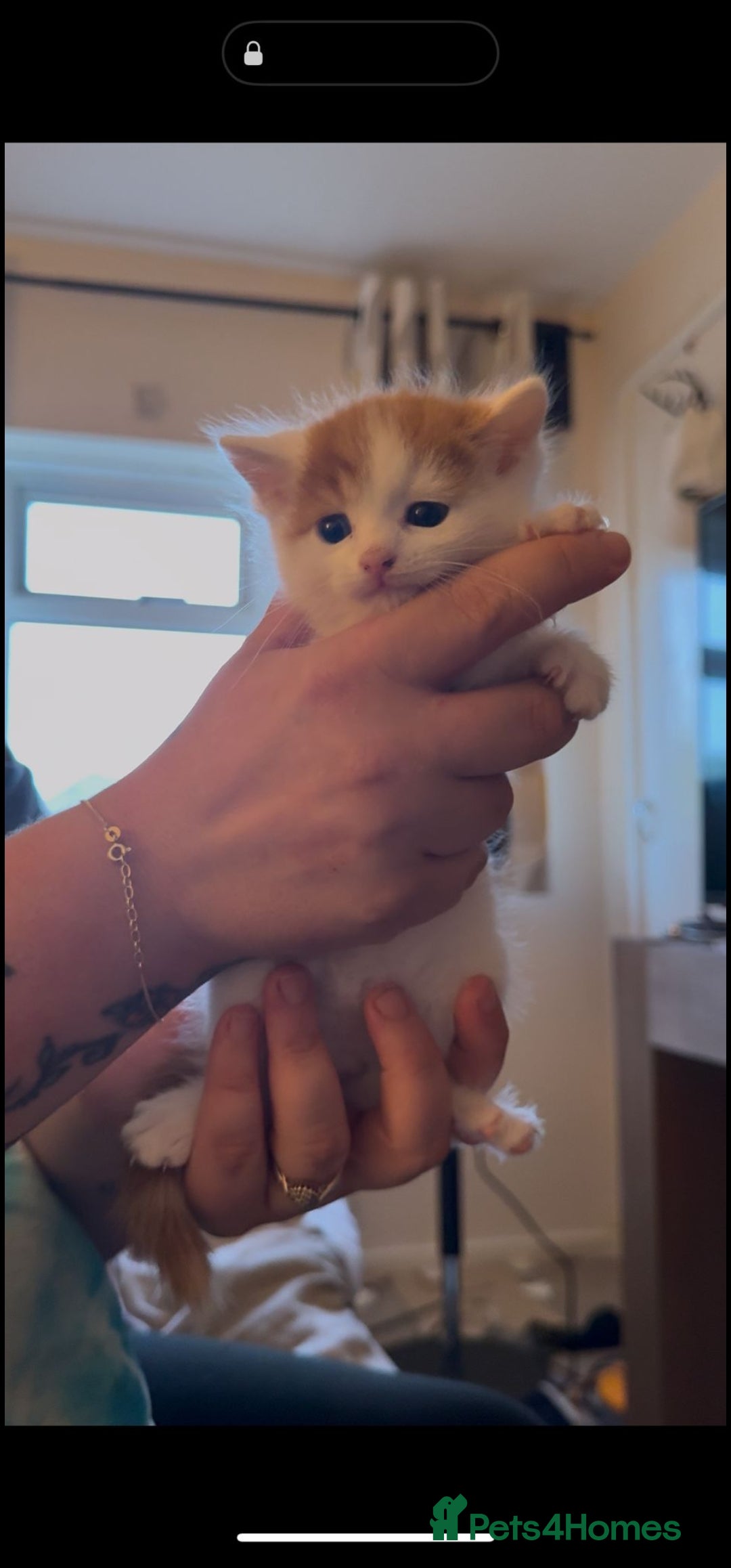 Mixed Breed cats for sale: Adorable kittens available  - Image 4