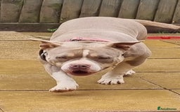 American Bully dogs for sale: Pocket bully female in Milton Keynes - Image 2