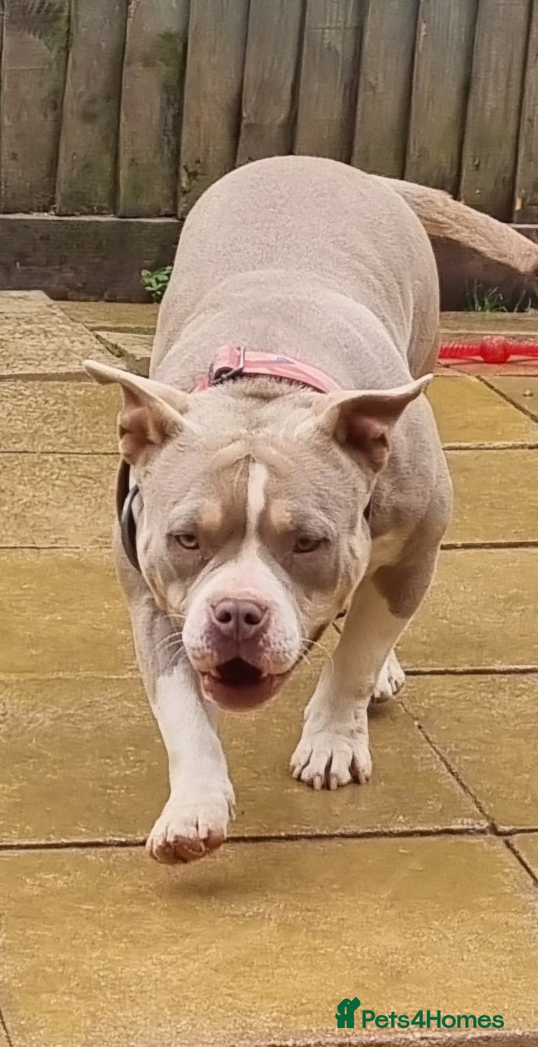American Bully dogs for sale: Pocket bully female in Milton Keynes - Image 2