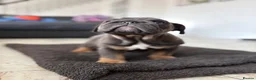 English Bulldog dogs for sale: Beefcake and Little Blue in Nottingham - Advert 3