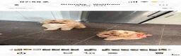 Cockapoo dogs for sale: F2 cockapoos in Grimsby - Advert 23