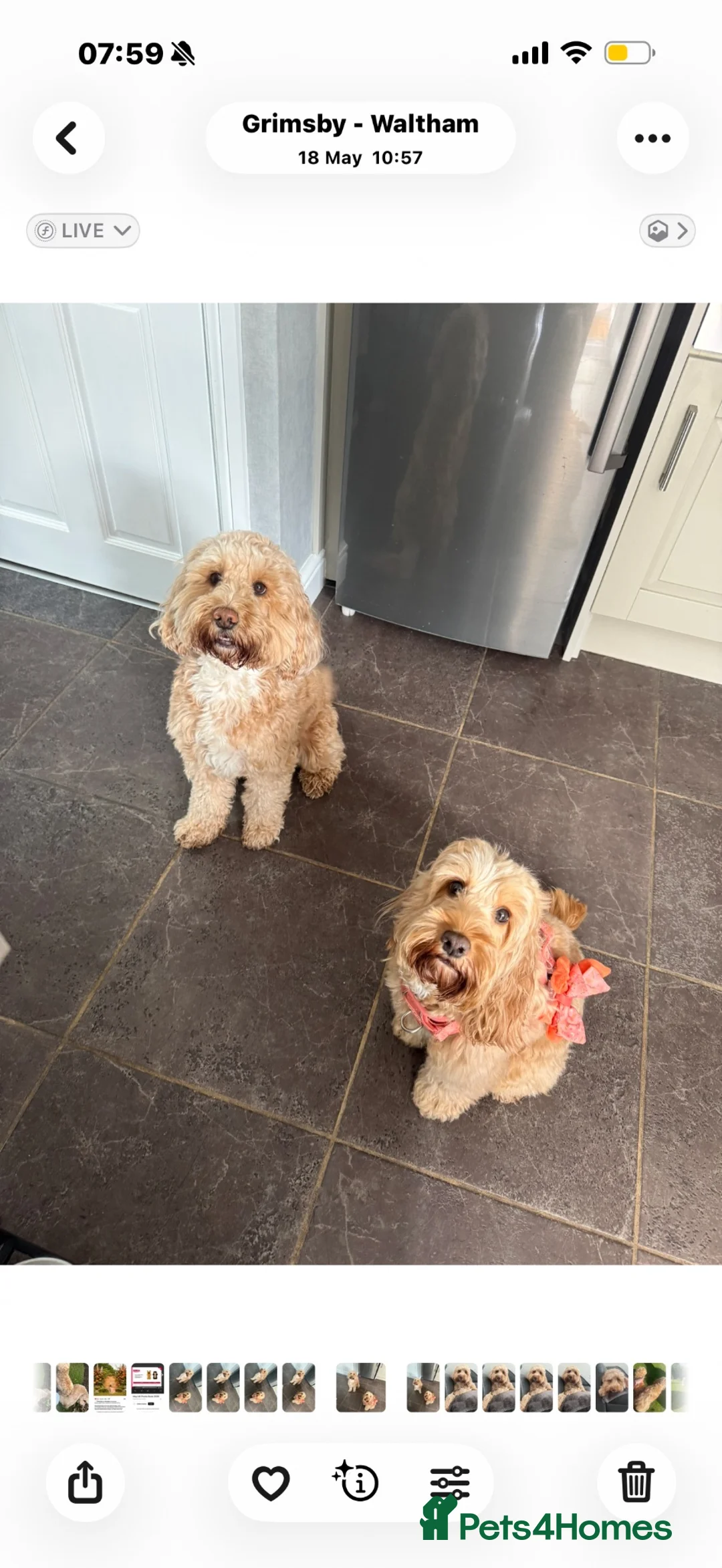 Cockapoo dogs for sale: F2 cockapoos in Grimsby - Advert 23