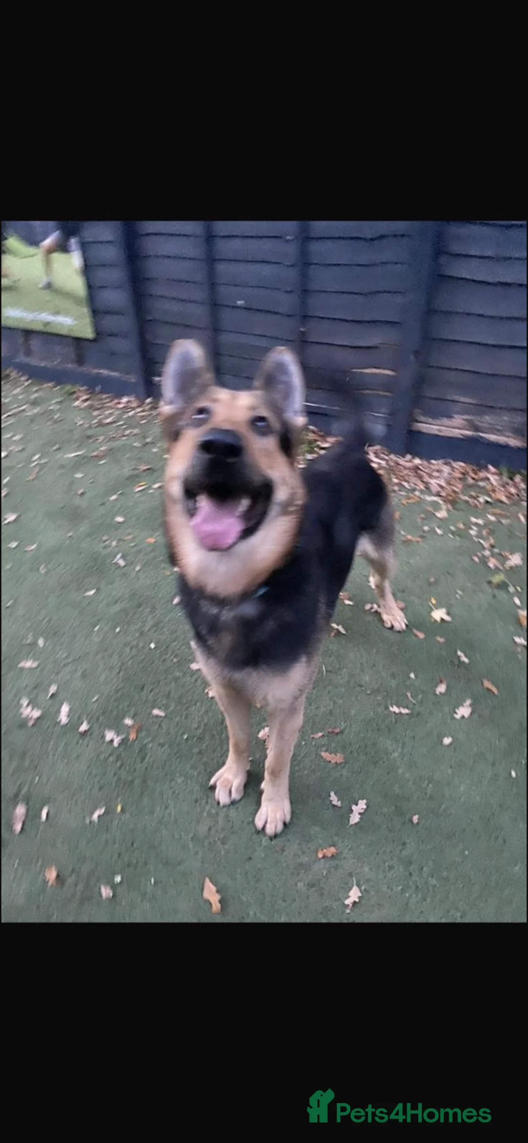 German Shepherd dogs for sale: Mr Ryuu - Advert 2
