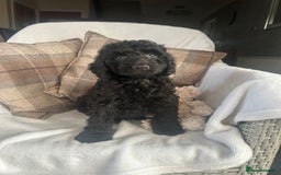 Cockapoo dogs for sale: F1 miniature gorgeous cockapoo puppies  - Image 25