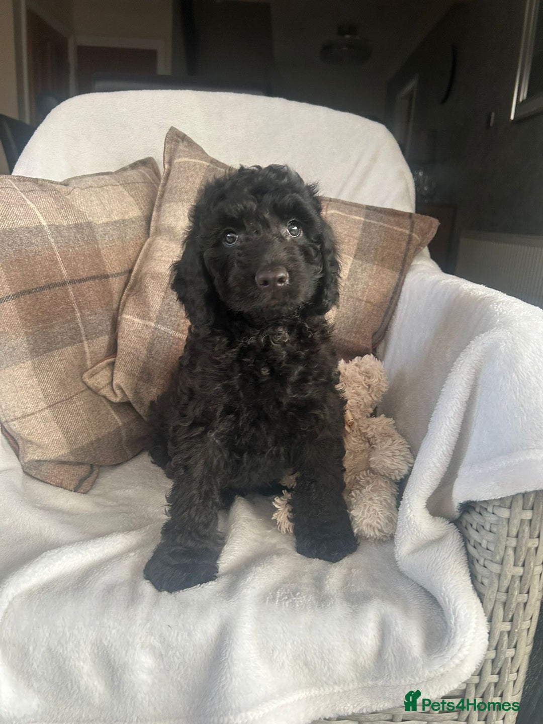 Cockapoo dogs for sale: F1 miniature gorgeous cockapoo puppies  - Image 25