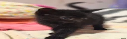 Mixed Breed cats for sale: Beautiful kittens  - Advert 22