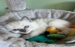 Ragdoll cats for sale: Beautiful blue point kittens - Advert 6