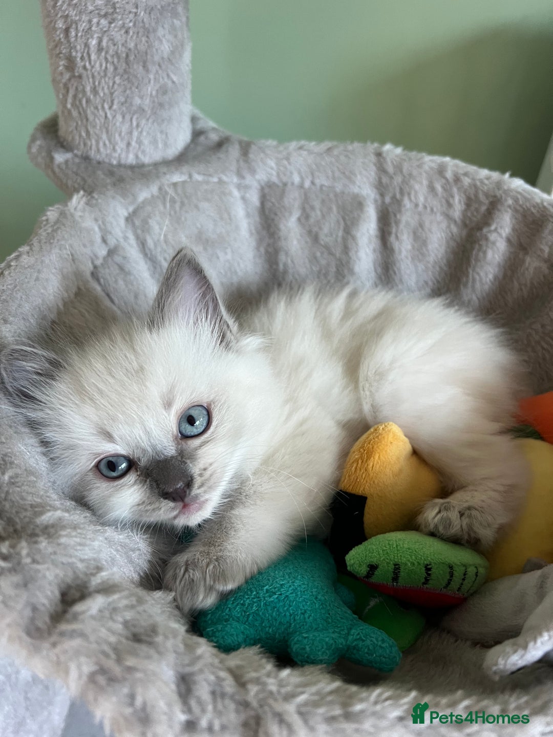 Ragdoll cats for sale: Beautiful blue point kittens - Advert 6