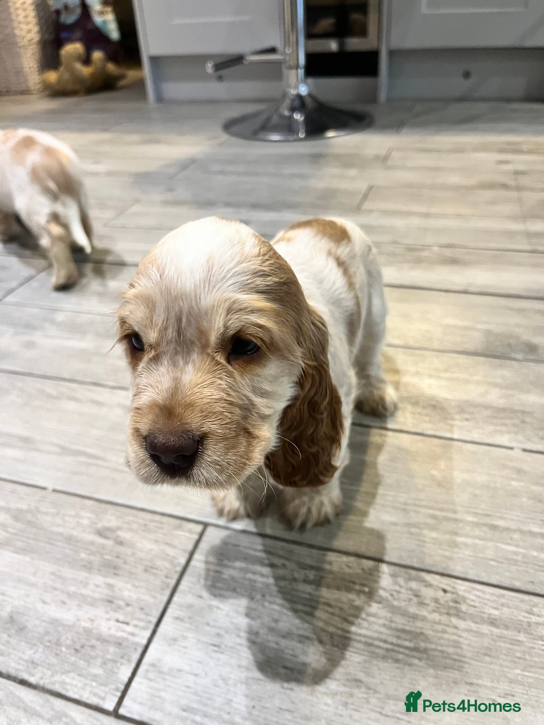 Cocker Spaniel dogs for sale: Cocker Spaniel Puppies - Advert 37