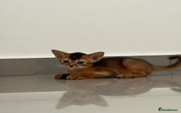 Abyssinian cats for sale: Champion Line Abyssinian Kittens - Reserve Today! - Image 6