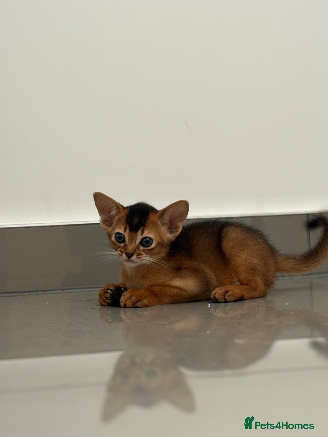 Abyssinian cats for sale: Champion Line Abyssinian Kittens - Reserve Today! - Image 6