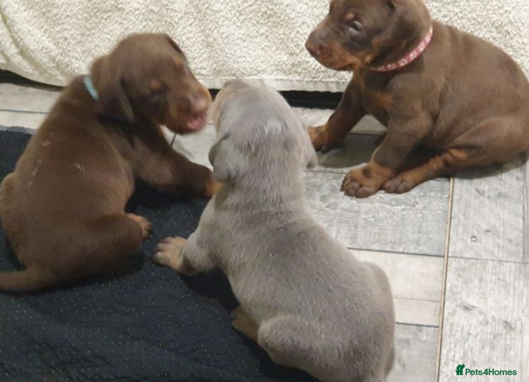 Dobermann dogs ⭐️⭐️⭐️⭐️⭐️ KC Reg European Dobermann puppies - Advert 7