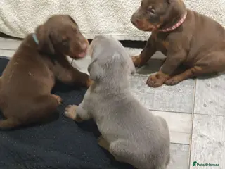Dobermann dogs ⭐️⭐️⭐️⭐️⭐️ KC Reg European Dobermann puppies - Advert 7