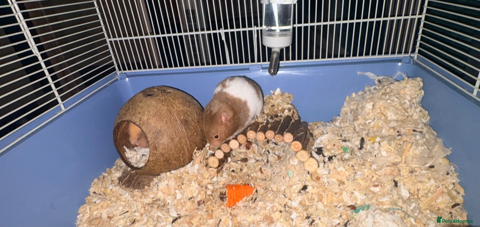 Hamster rodents UPDATE 1 LAST MALE BABY LEFT SYRIAN HAMSTER - Advert 18