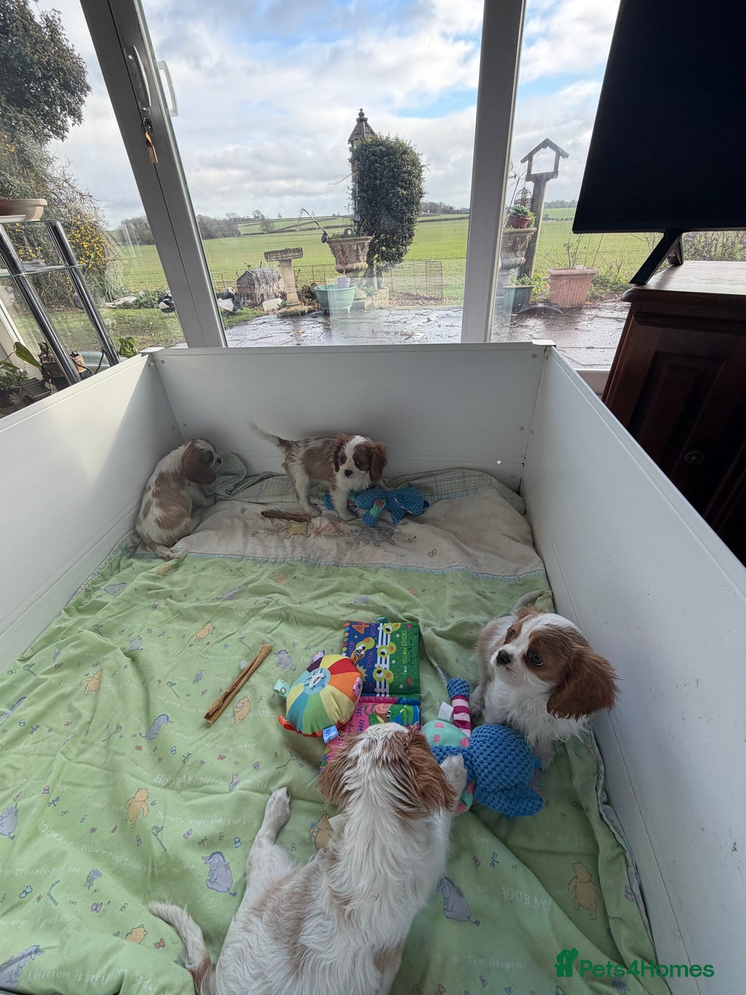 Cavalier King Charles Spaniel dogs for sale: Kc registered cavalier king charles puppies - Advert 24