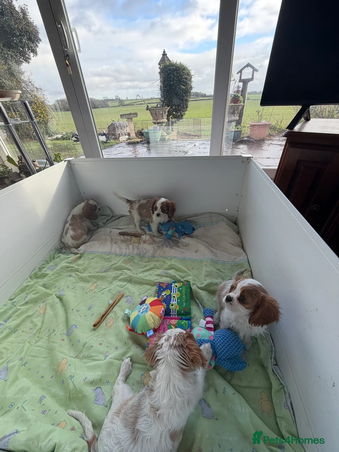 Cavalier King Charles Spaniel dogs for sale: Kc registered cavalier king charles puppies - Advert 24