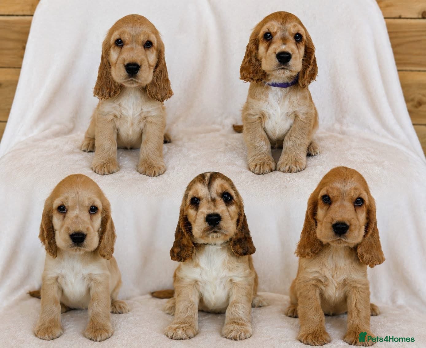Cocker Spaniel dogs Adorable Show Cocker Spaniel puppies - Advert 1