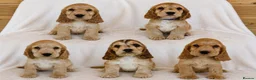 Cocker Spaniel dogs for sale: Adorable Show Cocker Spaniel puppies - Advert 1