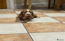 Cocker Spaniel dogs for sale: Cocker spaniel puppies  - Image 10