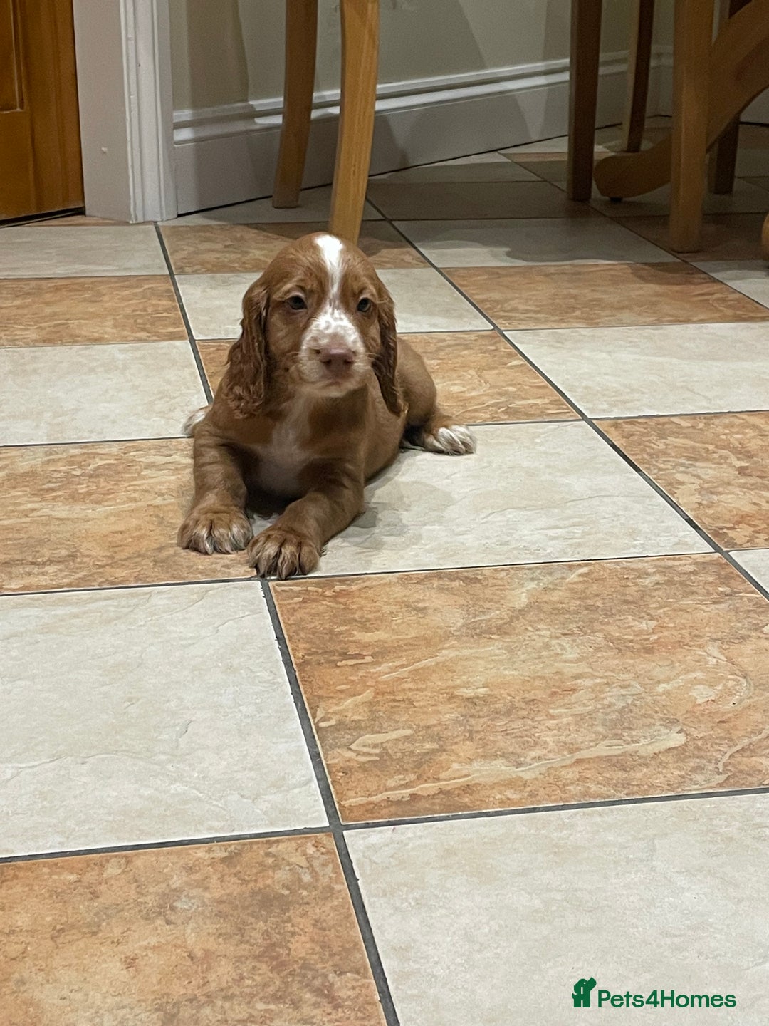 Cocker Spaniel dogs for sale: Cocker spaniel puppies  - Image 10