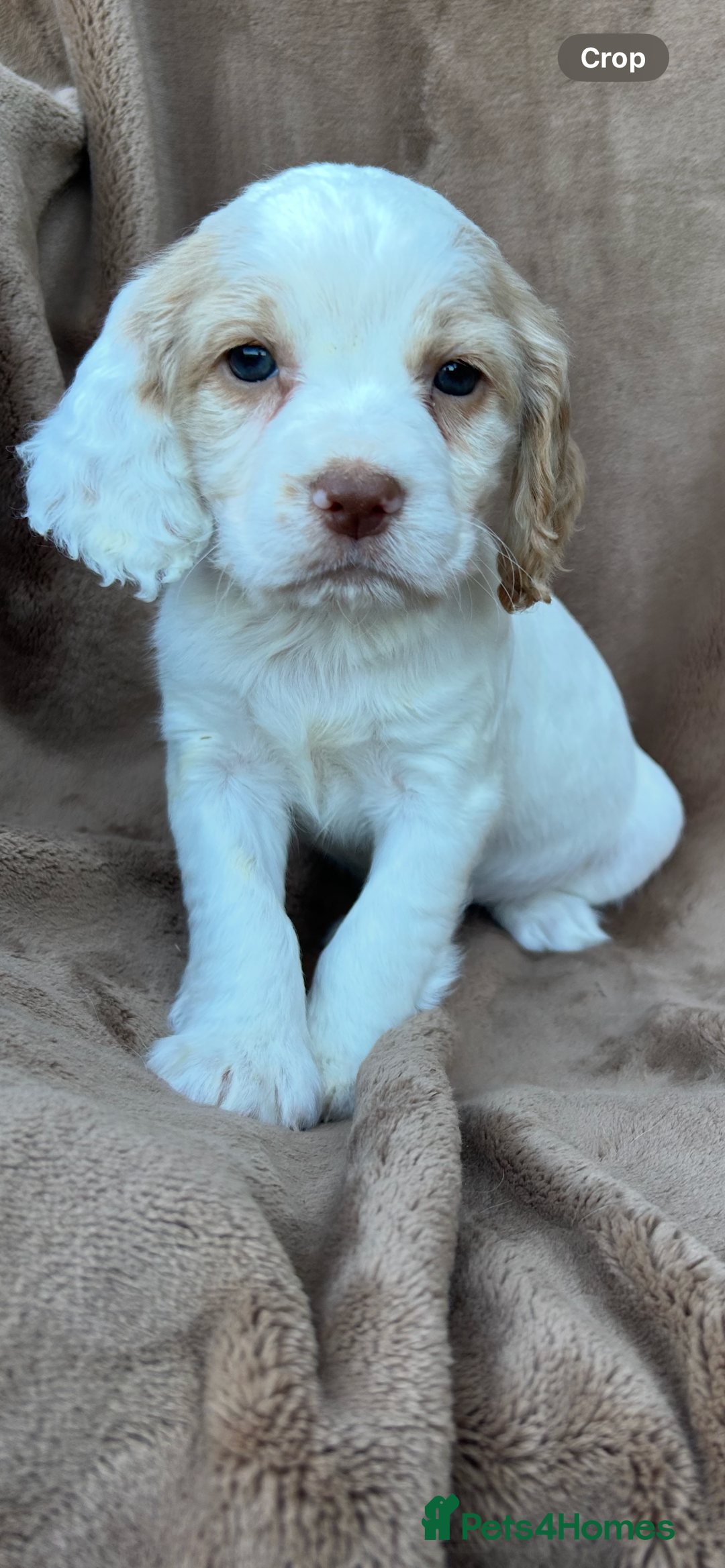 Cocker Spaniel dogs for sale: Gorgeous kc registered cocker spaniel puppies - Image 22
