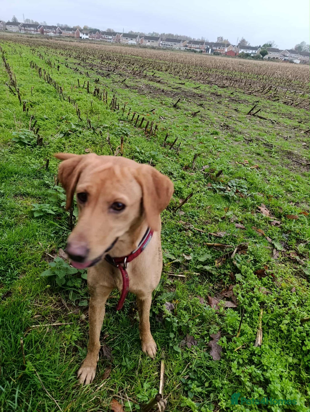 Labrador Retriever dogs for sale: Female Labrador  - Advert 8