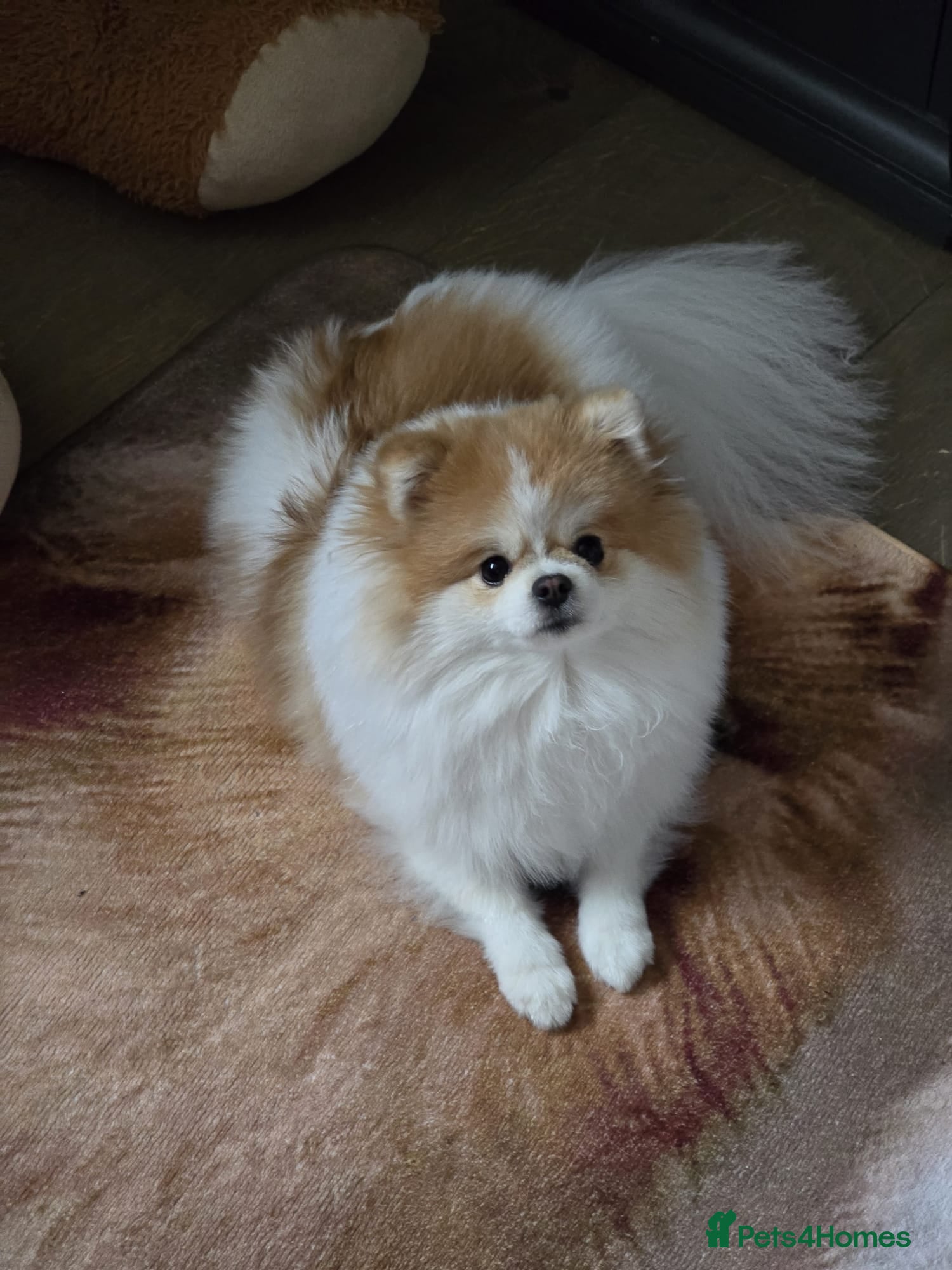 Pomeranian dogs Pomeranian Female 1 yr old kc registered  - Advert 8