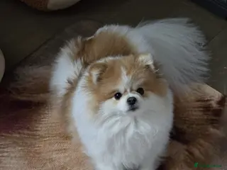 Pomeranian dogs Pomeranian Female 1 yr old kc registered - Advert 8