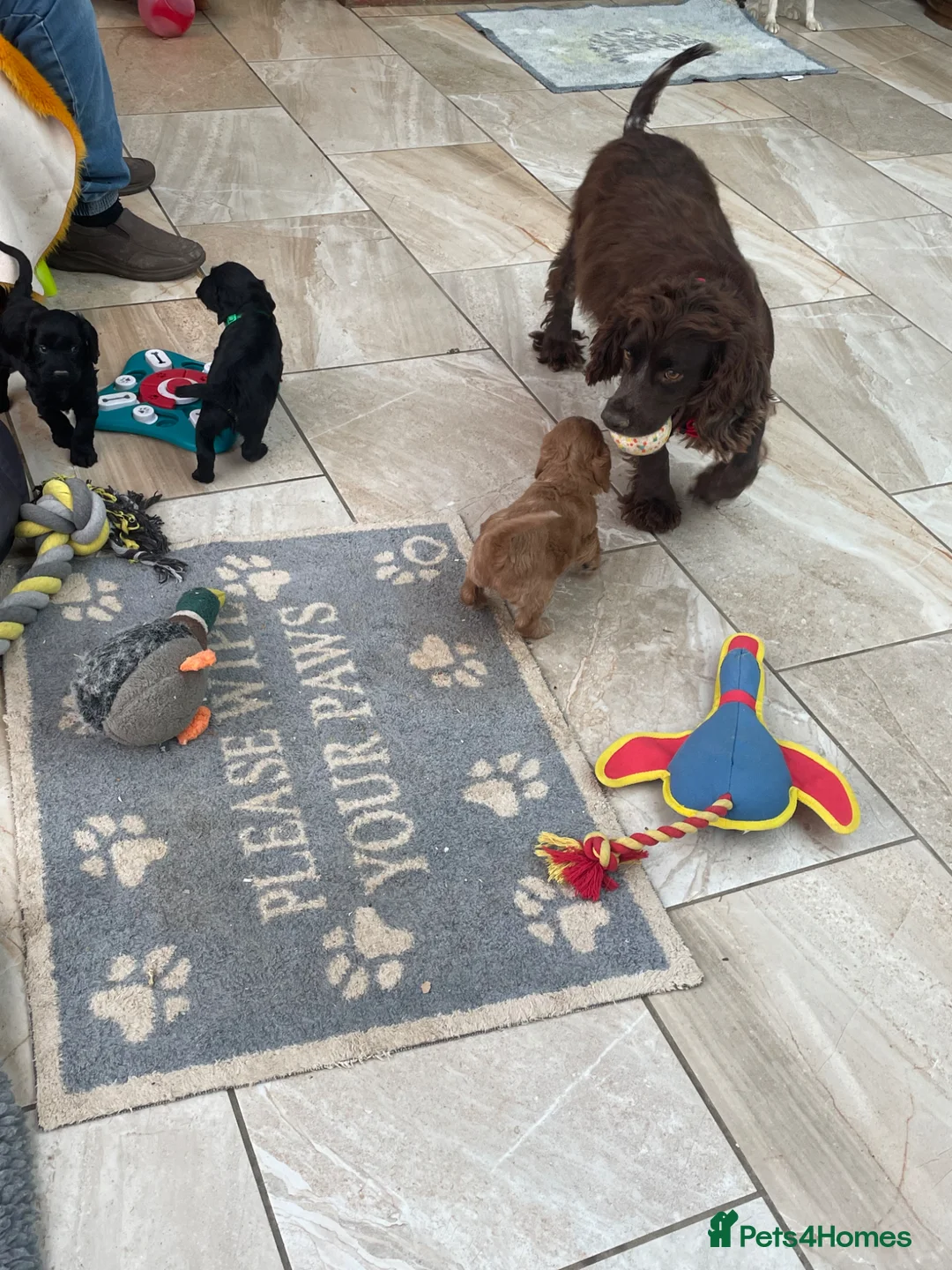 Cockapoo dogs for sale: F1 Cockapoo  - Advert 2