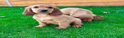 Cocker Spaniel dogs for sale: Golden Show CockerSpaniel Babies 🐾🐾🐾 - Advert 14