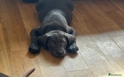 Labrador Retriever dogs for sale: 🩶 Silver & Charcoal Labrador Puppies - Image 1