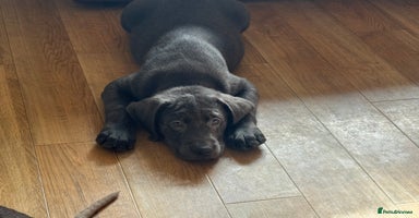 Labrador Retriever dogs 🩶 Silver & Charcoal Labrador Puppies - Advert 9