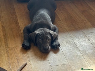 Labrador Retriever dogs - Advert 6