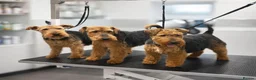 Welsh Terrier dogs for sale: Beautiful KC Registered Welsh Terrier Puppies  - Advert 4