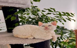 Selkirk Rex cats for sale: Gorgeous Selkirk Rex kittens - Image 6
