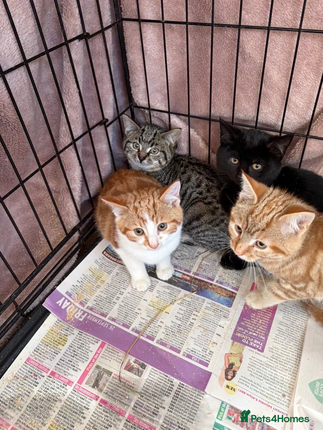 Mixed Breed cats for sale: Mixed rescue kittens  - Advert 3