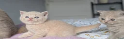 British Shorthair cats for sale: Exceptional British Shorthair kittens 🔥💥 - Advert 9