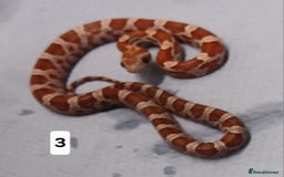 Corn Snake reptiles for sale: Corn Snake Morph Hatchling's  - Image 5