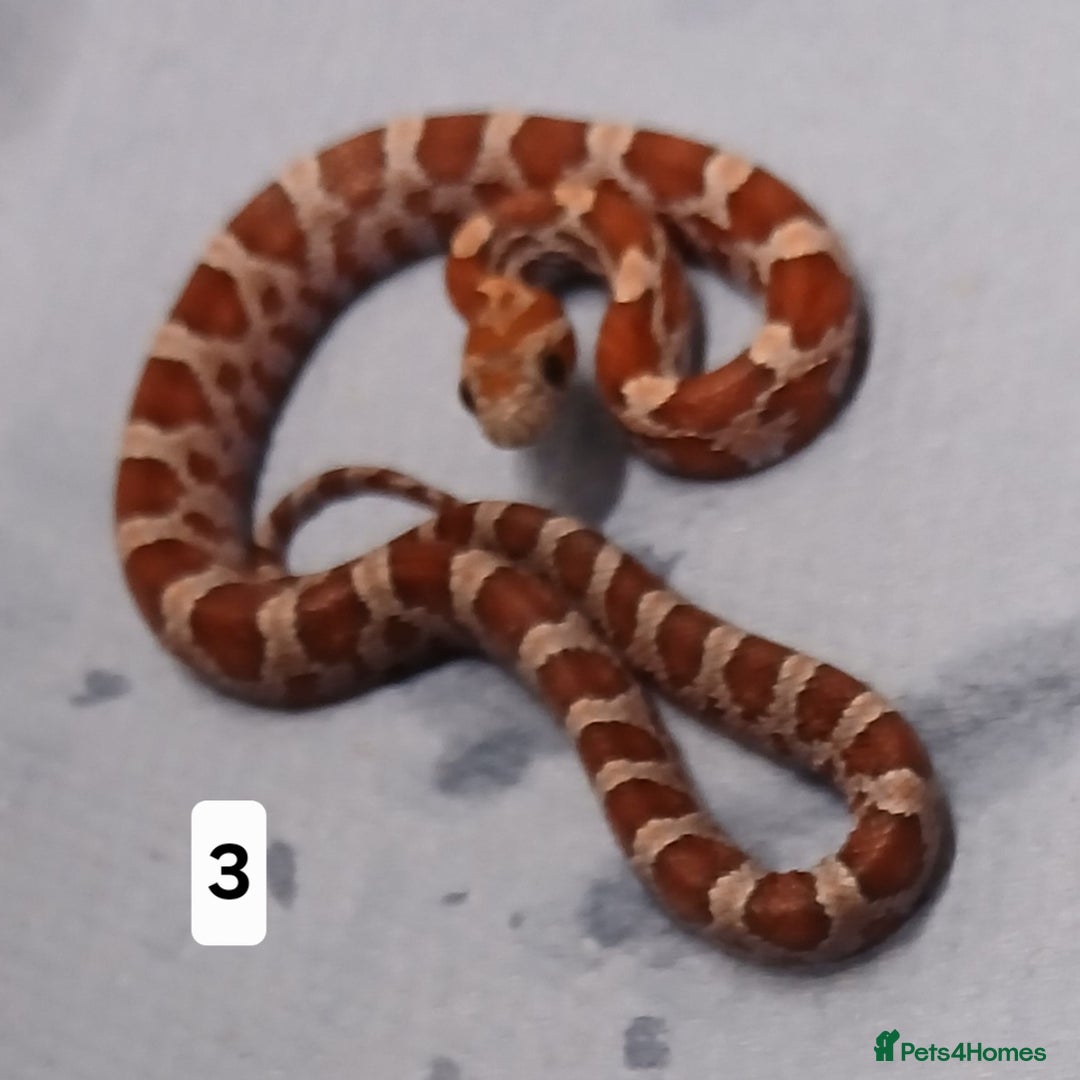 Corn Snake reptiles for sale: Corn Snake Morph Hatchling's  - Image 5