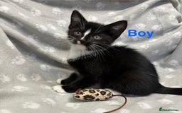 Domestic Shorthair cats for sale: Kittens ready for forever homes  - Image 2