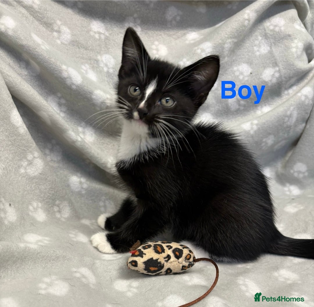 Domestic Shorthair cats for sale: Kittens ready for forever homes  - Image 2