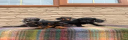 Doxiepoo dogs for sale: Beautiful doxiepoos (council licensed breeder) - Advert 5