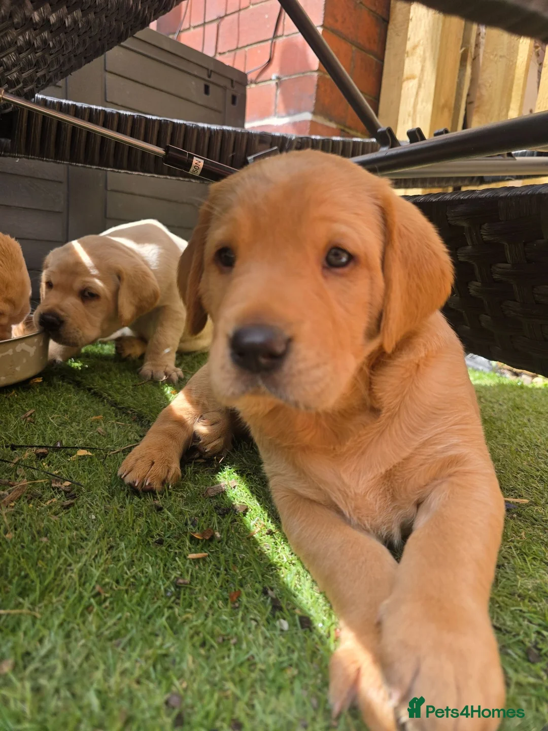 Labrador Retriever dogs for sale: Milromali labs, bred for health and temperament  in Huddersfield - Advert 8