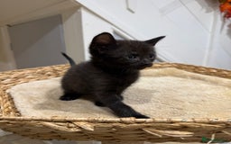 Mixed Breed cats for sale: Beautiful kittens for sale - Image 7