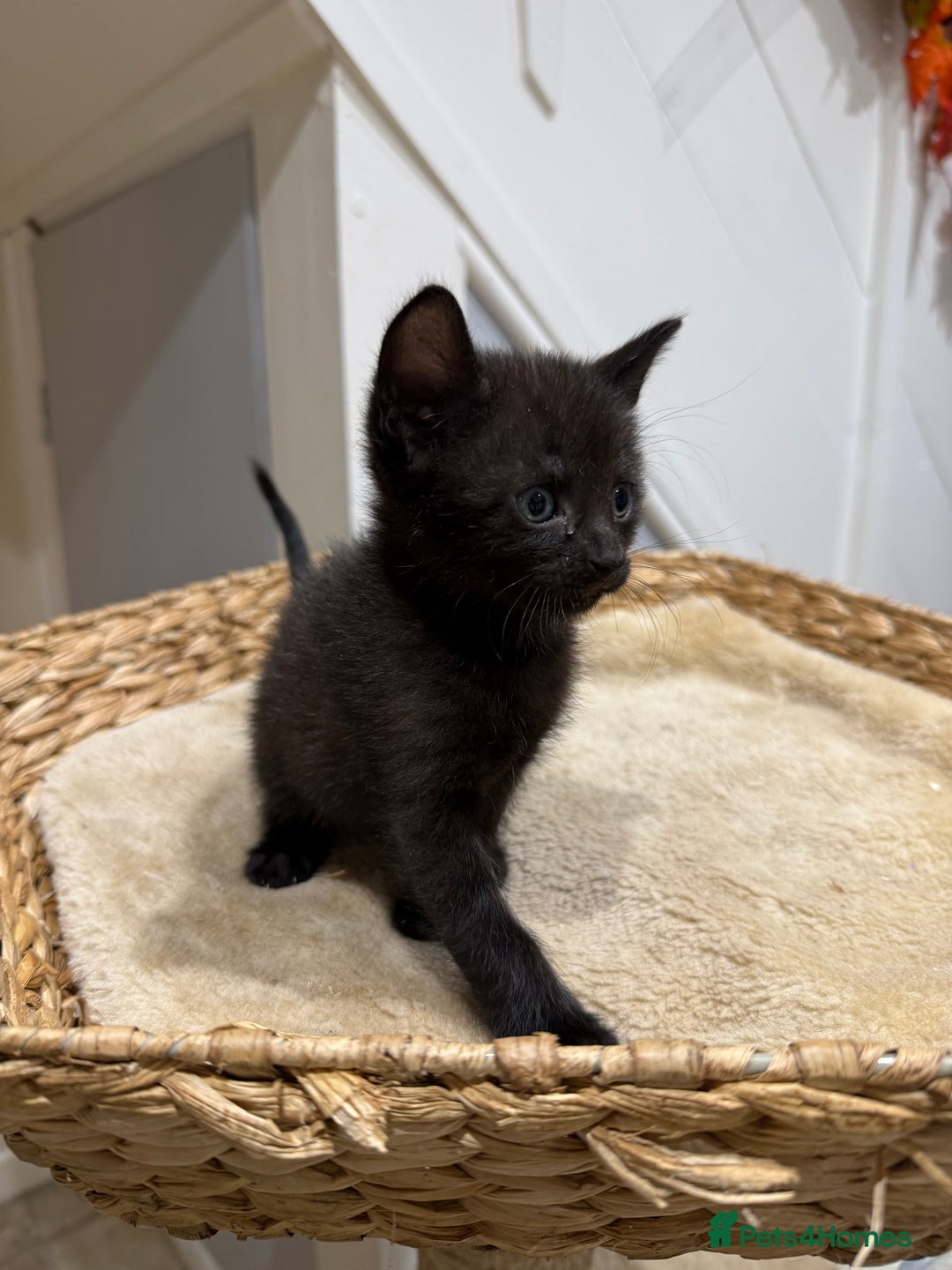 Mixed Breed cats for sale: Beautiful kittens for sale - Image 7