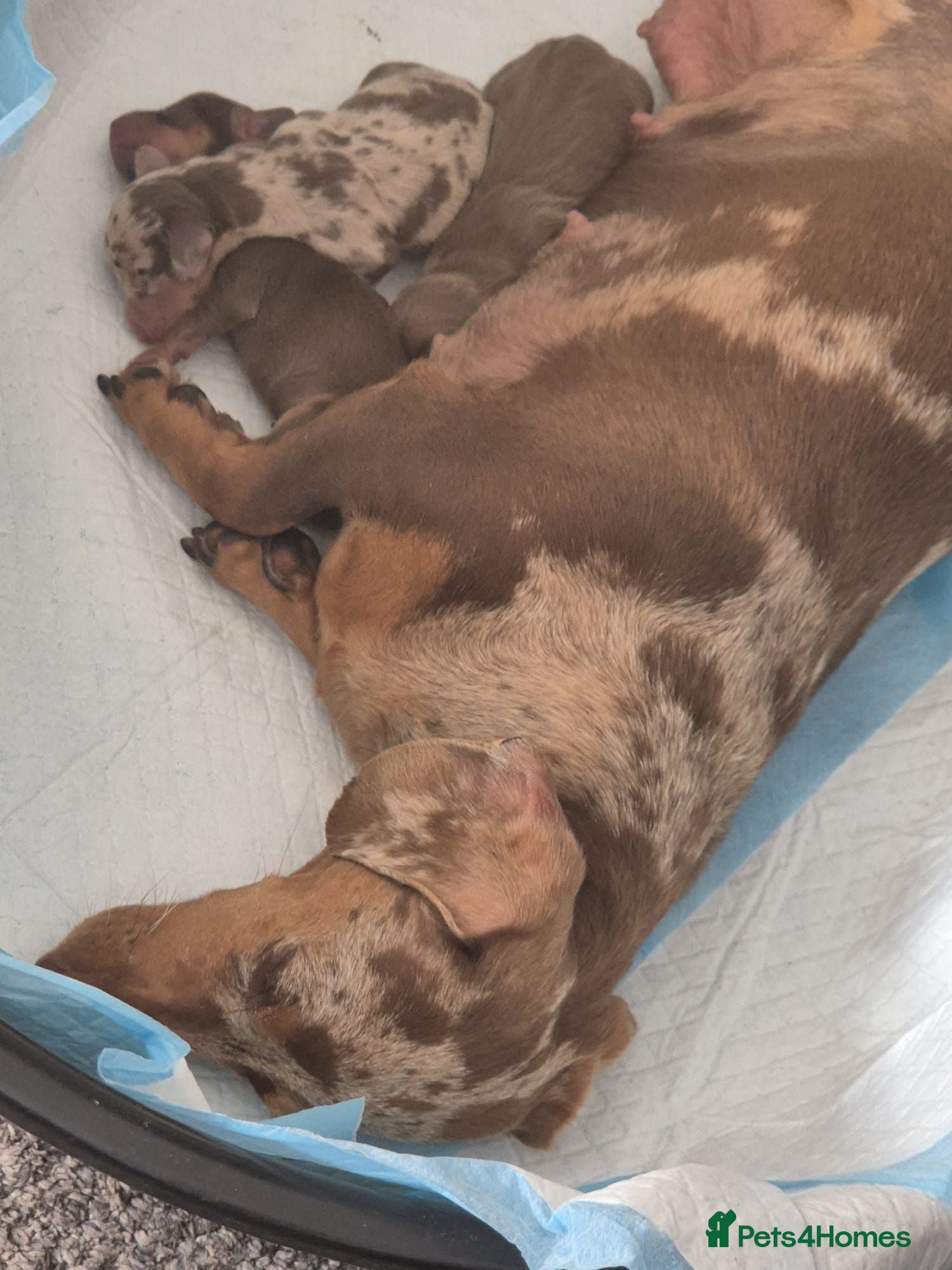 Miniature Dachshund dogs Female miniature dachshund  - Advert 1
