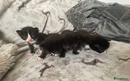 Mixed Breed cats for sale: Beautiful fluffy kittens for sale - Image 1