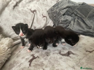 Mixed Breed cats - Advert 24