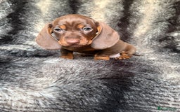 Miniature Dachshund dogs for sale: KC Registered Miniature Shorthaired Dachshund - Image 8
