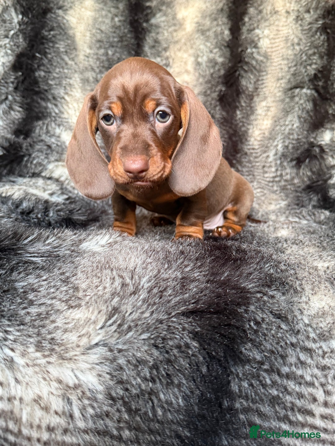 Miniature Dachshund dogs for sale: KC Registered Miniature Shorthaired Dachshund - Image 8